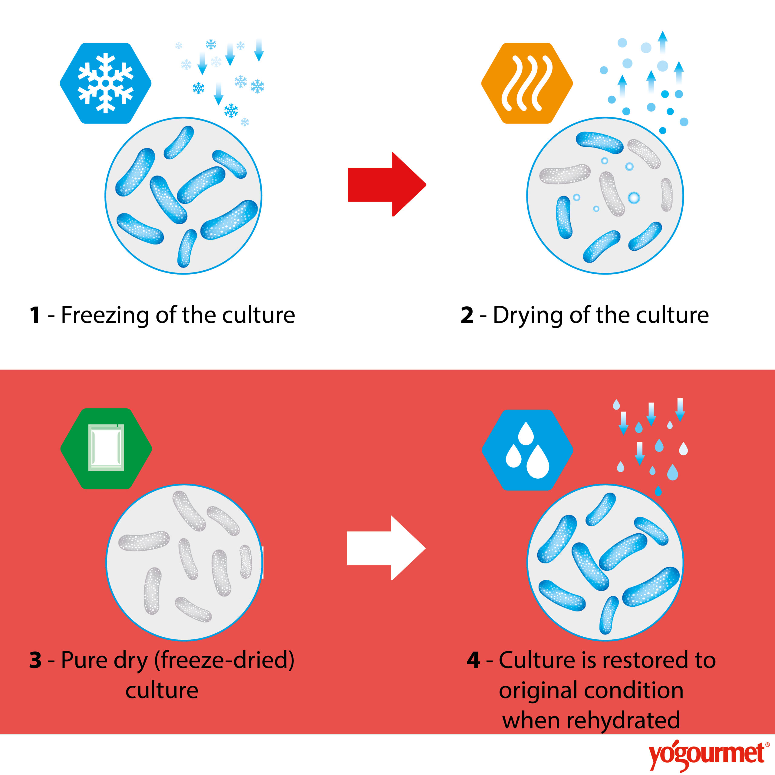 Freeze dried cultures